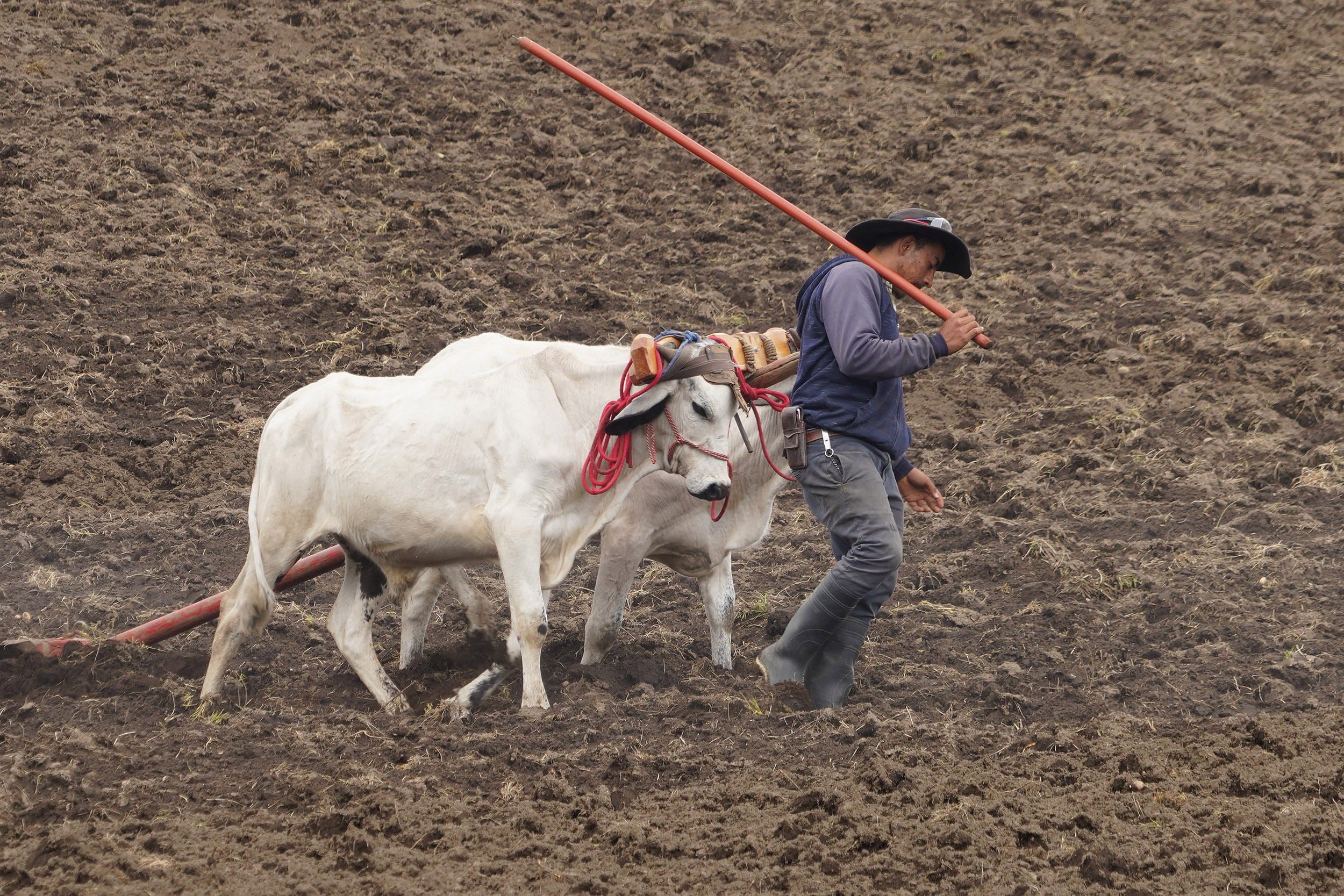 Costa Rica - Février 2025
